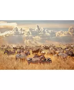 Glasschilderij Groep Zebras 756